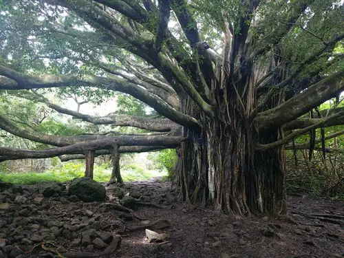 banyan tree pipiwai trail