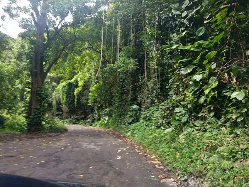 road to hana jungle 