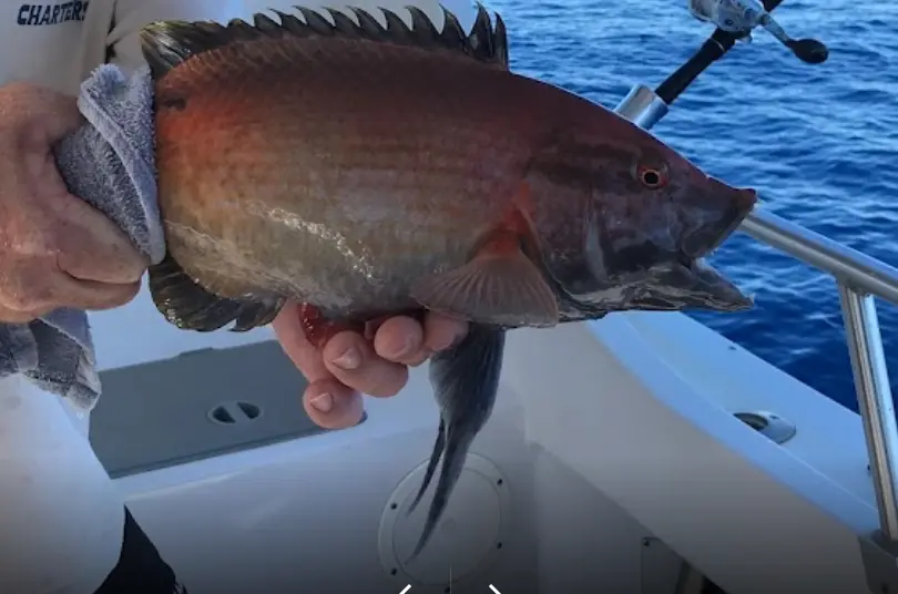 Maui fishing charter catch