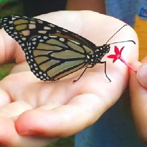 ButterflyFarmTourMaui