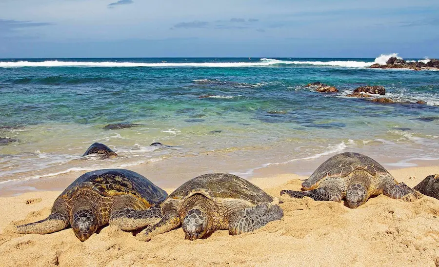 Sea turtles on the beach in Maalaea