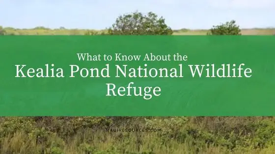What to Know About the Kealia Pond National Wildlife Refuge