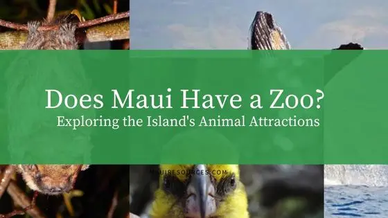 Does Maui Have a Zoo? Exploring the Island’s Animal Attractions