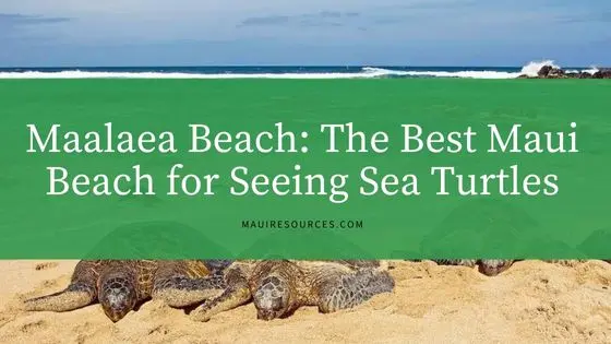 Maalaea Beach: The Best Maui Beach for Seeing Sea Turtles