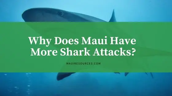 Why Does Maui Have More Shark Attacks?