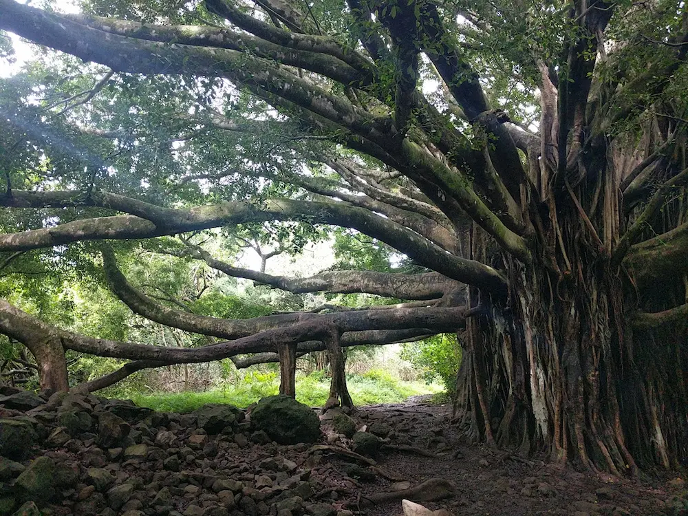 banyan tree on the pipiwai trail
