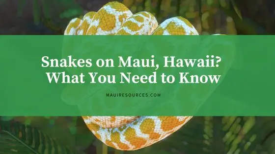Snakes on Maui, Hawaii? What You Need to Know