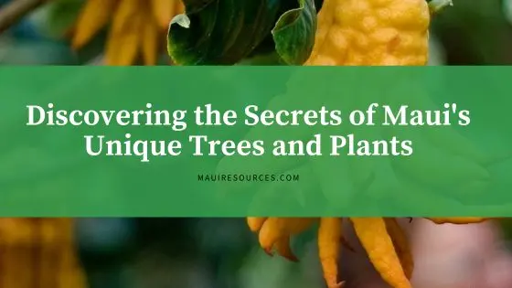 Discovering the Secrets of Maui’s Unique Trees and Plants