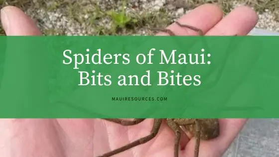 Spiders of Maui: Bits and Bites