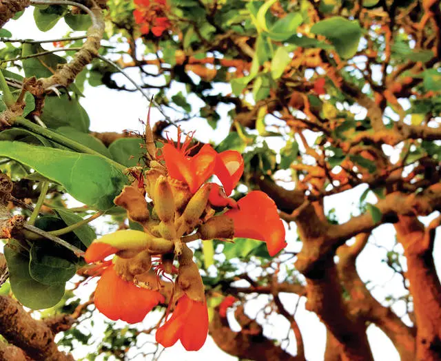 Maui Loa Wiliwili tree